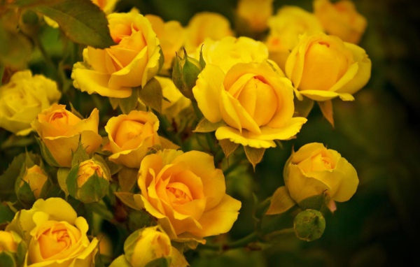Красивые жёлтые розы в саду