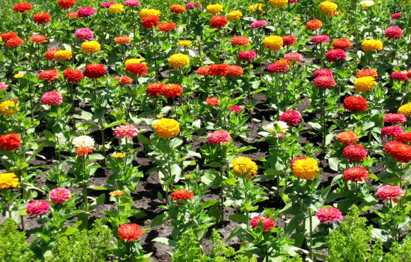 Красивая цинния (циния) на дачном участке