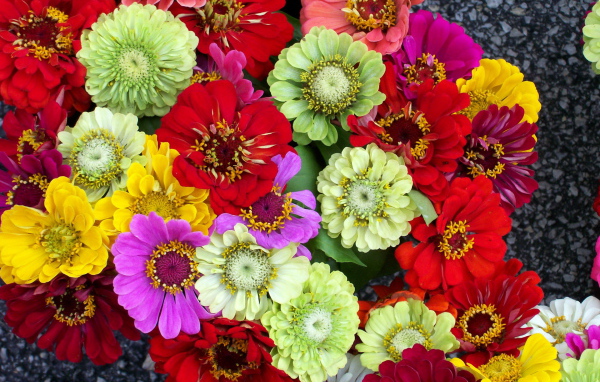 Красивая цинния в саду