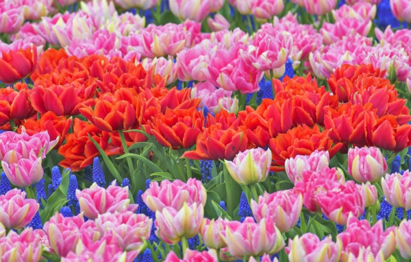 Клумба из тюльпанов