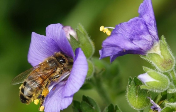 Пчела на колокольчике