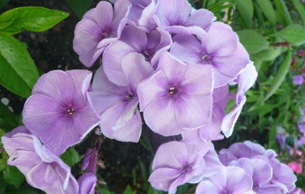 За домом красивые цветы флокс