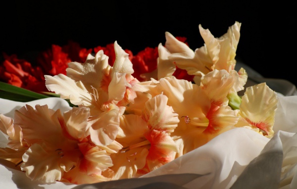 Бежевые цветы гладиолуса