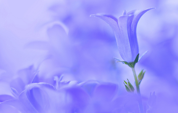 Колокольчик на голубом фоне