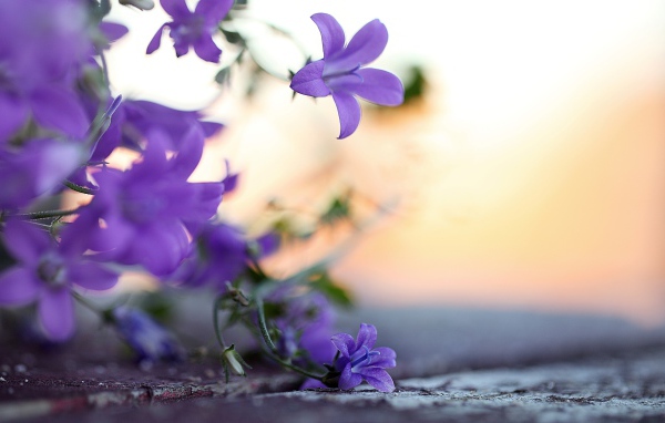 Колокольчики у дороги