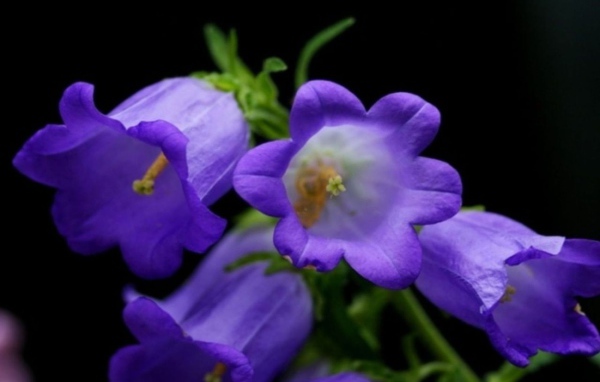 Колокольчики на черном фоне