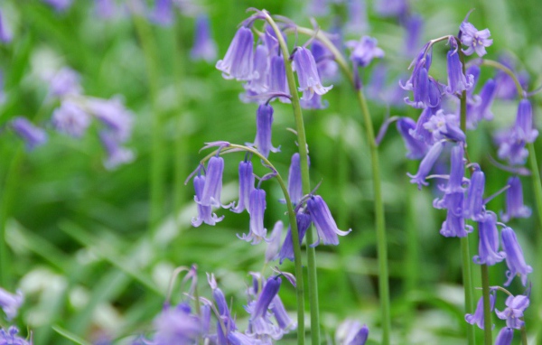 Колокольчики на лугу