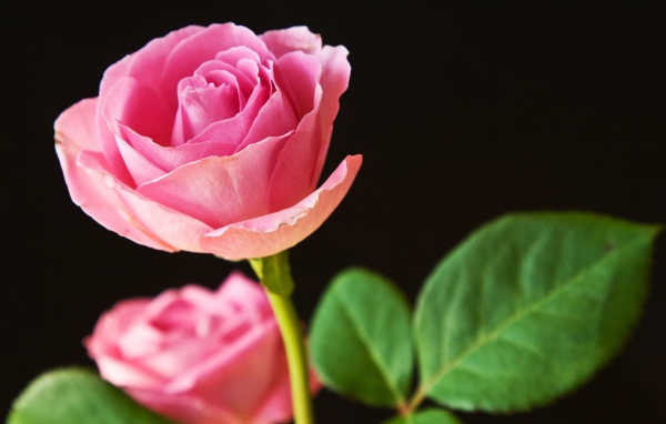 Лучшие розовые розы