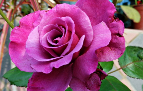 Большая фиолетовая роза