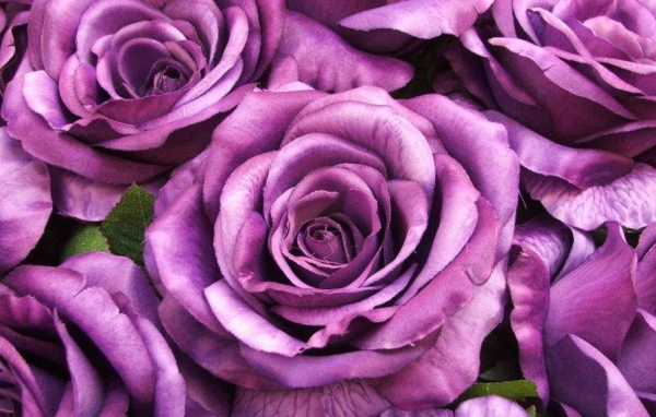 Большие фиолетовые розы