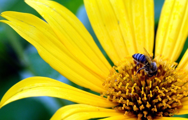 Большой желтый цветок