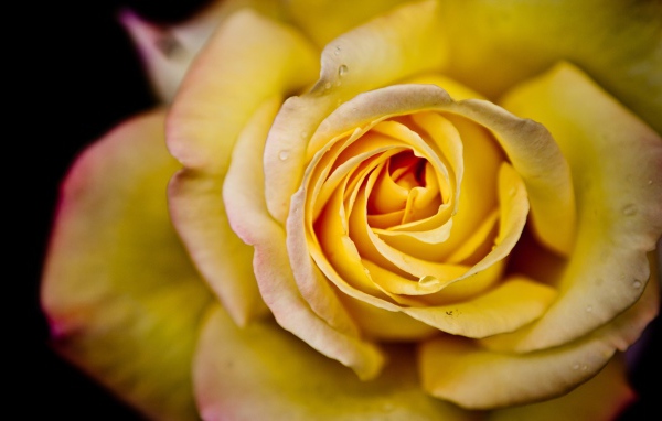 Большая жёлтая роза на чёрном фоне