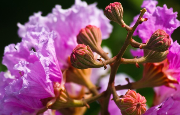 Рождение цветка