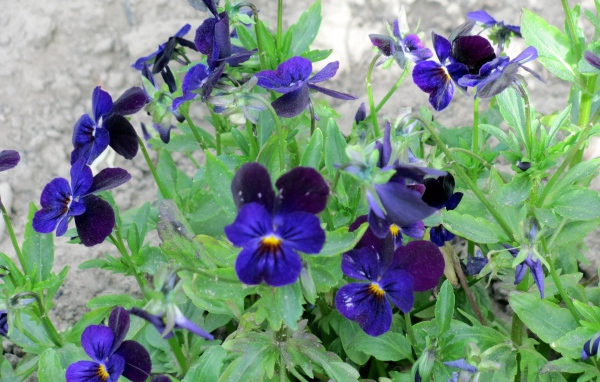 Расцвели прекрасные цветы анютины глазки в саду