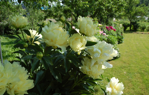 Расцвели красивые цветы пионы