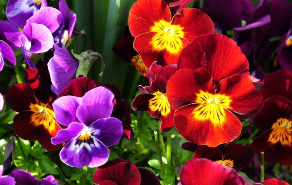 Расцвели прекрасные анютины глазки