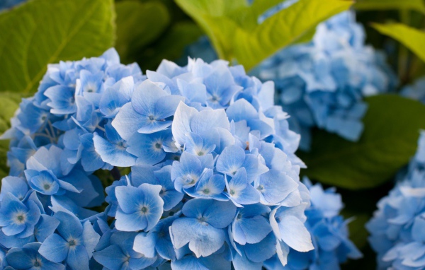 Голубые цветы и зеленые листья