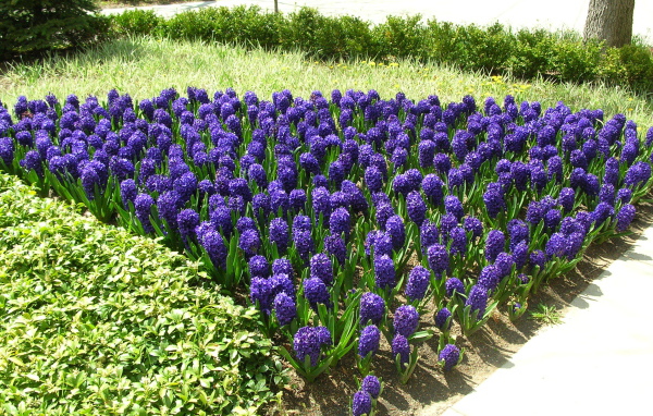 Цветы синие гиацинты расцвели на поляне