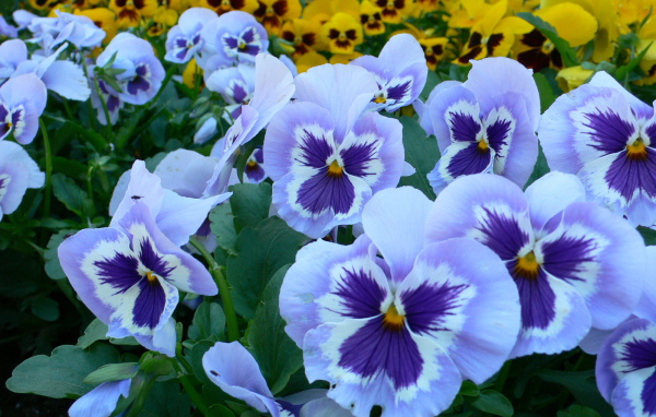 Голубые цветы анютины глазки на поляне