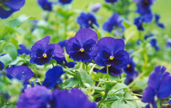 Синие цветы анютины глазки зацвели на поляне в лесу