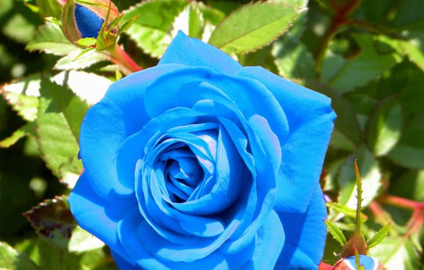 Синяя роза расцвела в саду
