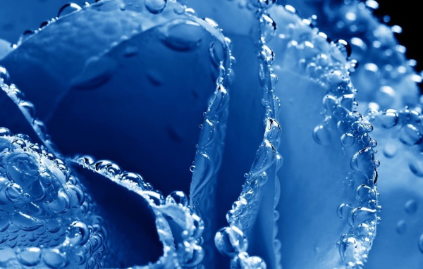 Синяя роза в пузырьках воздуха