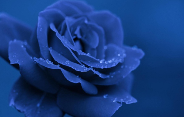 Синяя роза вечером