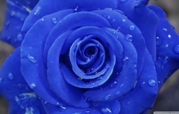 Синяя роза на сером фоне