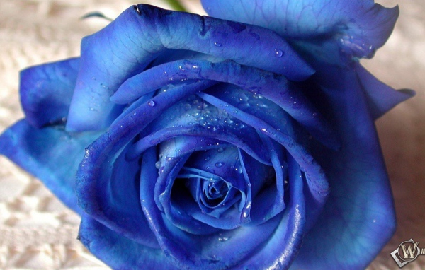 Синяя роза на белой скатерти