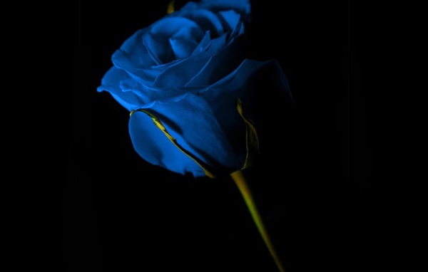 Синяя роза на чёрном фоне