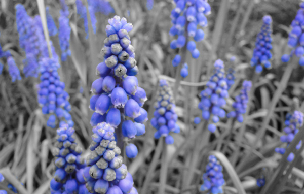 Синие колокольчики кисточкой