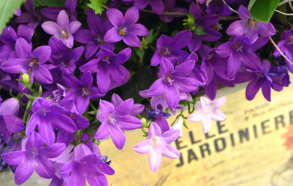 Колокольчики в ящике