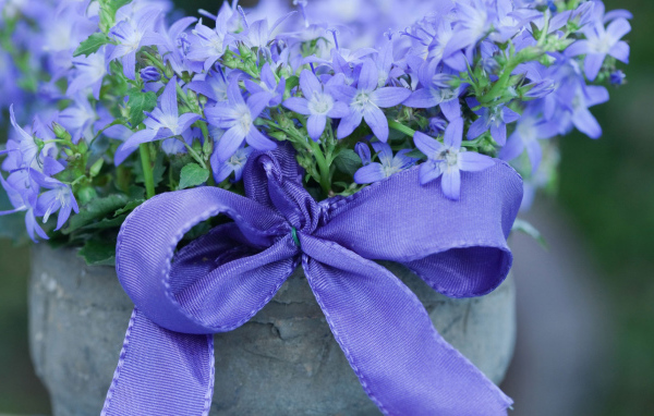 Колокольчики в горшке