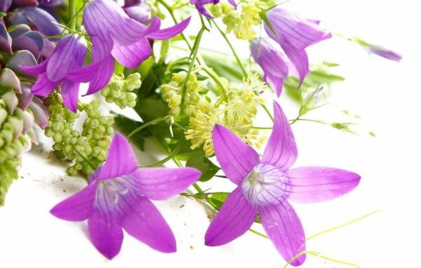 Букет из колокольчиков