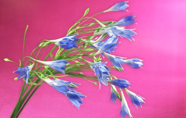 Букет синих полевых цветов