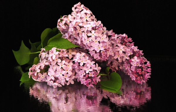 Букет сирени