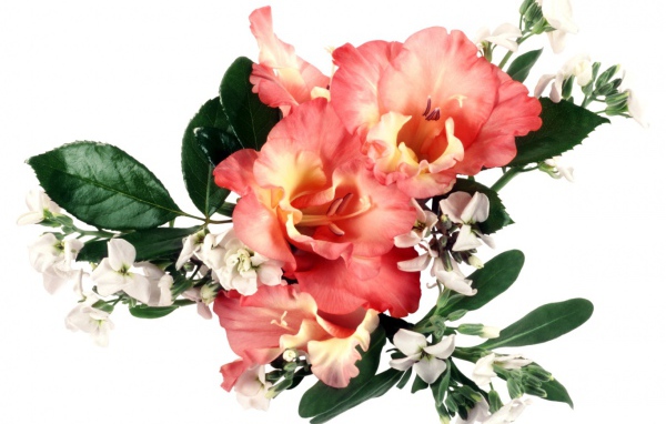 Букет оранжевых гладиолусов