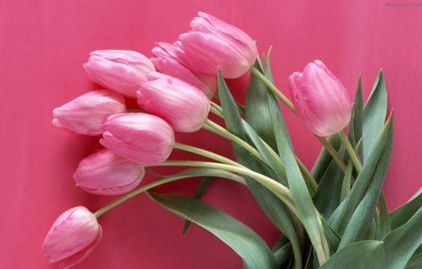 Букет розовых тюльпанов