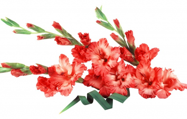 Букет красных гладиолусов