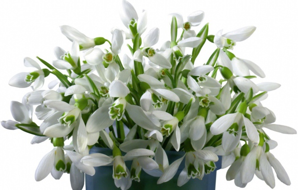 Букет белых цветов в ведре