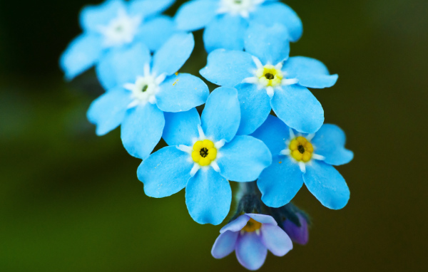 Яркие красивые цветы незабудки