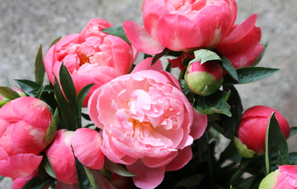 Яркие красивые цветы пионы
