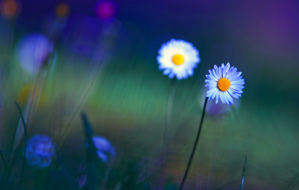 Яркие цветы маргаритки на поляне