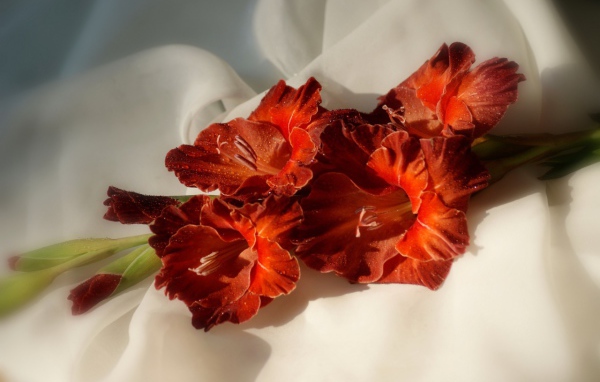 Ярко оранжевые гладиолусы