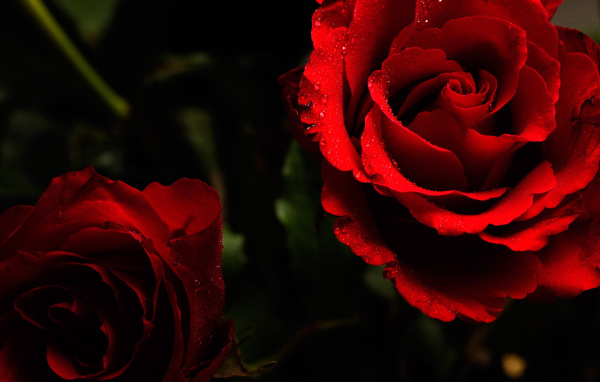 Яркие красные розы на тёмном фоне