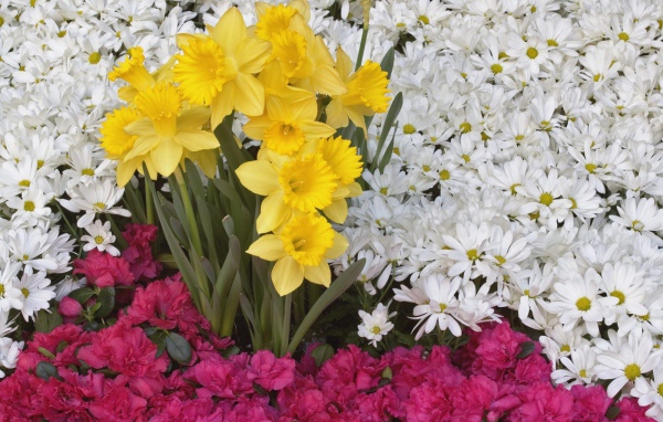 Брайтоне нарцисса и цветы ромашки