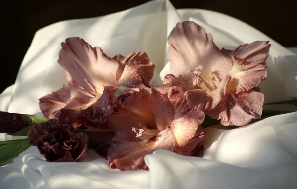 Коричневые цветы гладиолуса