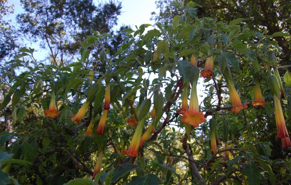 Бругмансия на дачном участке