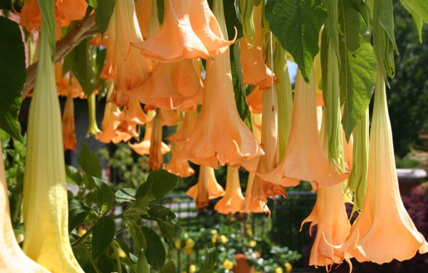 Красивый цветок бругмансия в саду