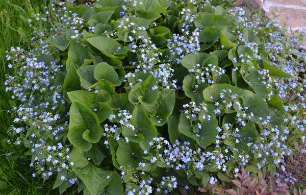 Бруннера сибирская многолетнее растение